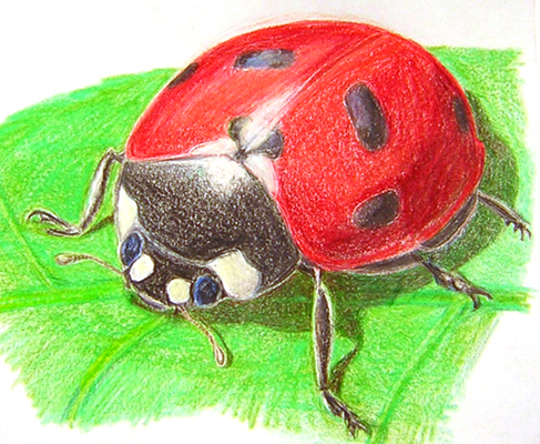 Seven-Spotted Lady Beetle (c) Abigail M. Parker 2010